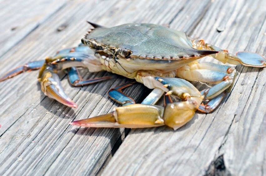 Port Royal Festival is a salute to succulent soft shell crabs