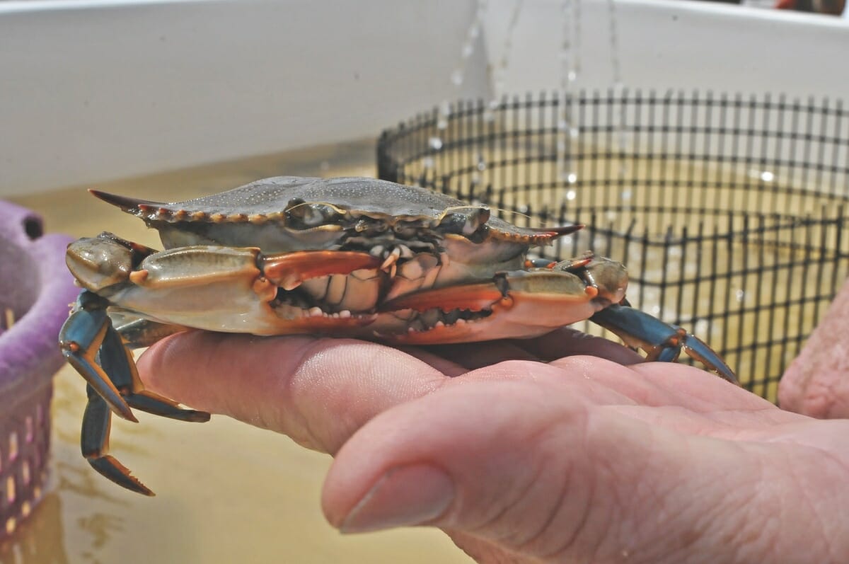 What’s the big deal with Soft Shell crabs? – Beaufort 
