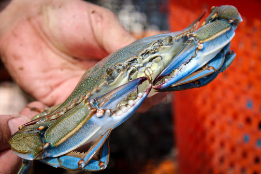 Blue crabs support one of the state’s oldest and largest fisheries, with landings valued at more than $6 million annually. E. Weeks/SCDNR