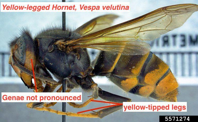 A yellow-legged hornet was trapped earlier this month in Jasper County. It is the first time the insect – which can have a devastating impact on bees — has been found in South Carolina. Photo courtesy of Clemson University