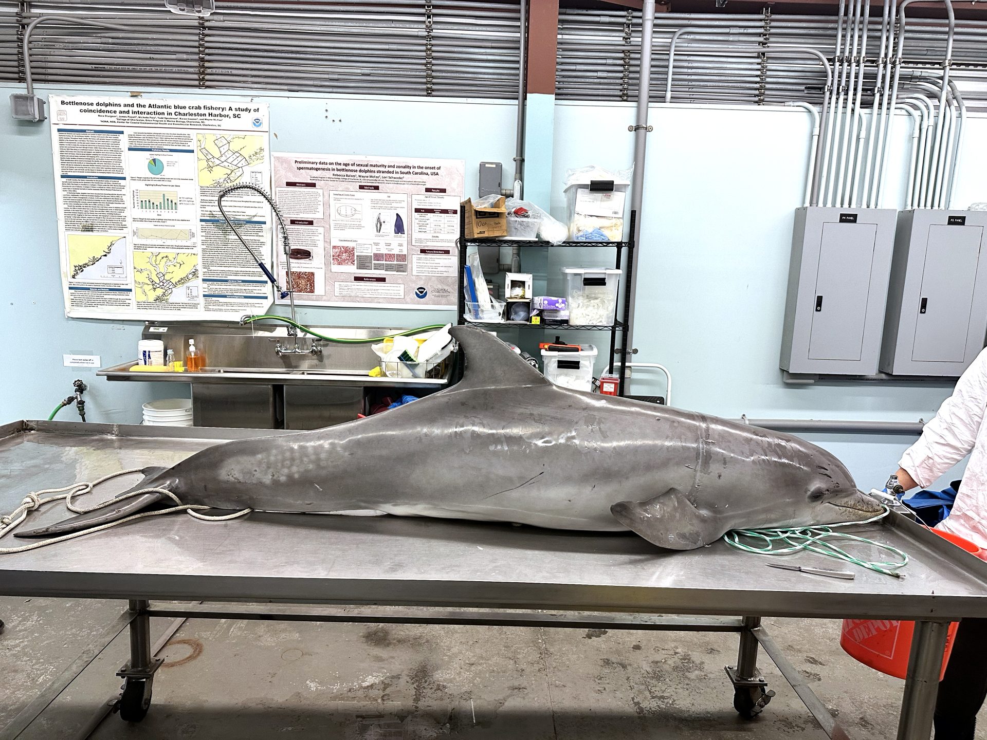 A 6.5-foot-long bottlenose dolphin was found dead in Port Royal with a whole fish lodged in its trachea on December 5. Photos courtesy of Lowcountry Marine Mammal Network