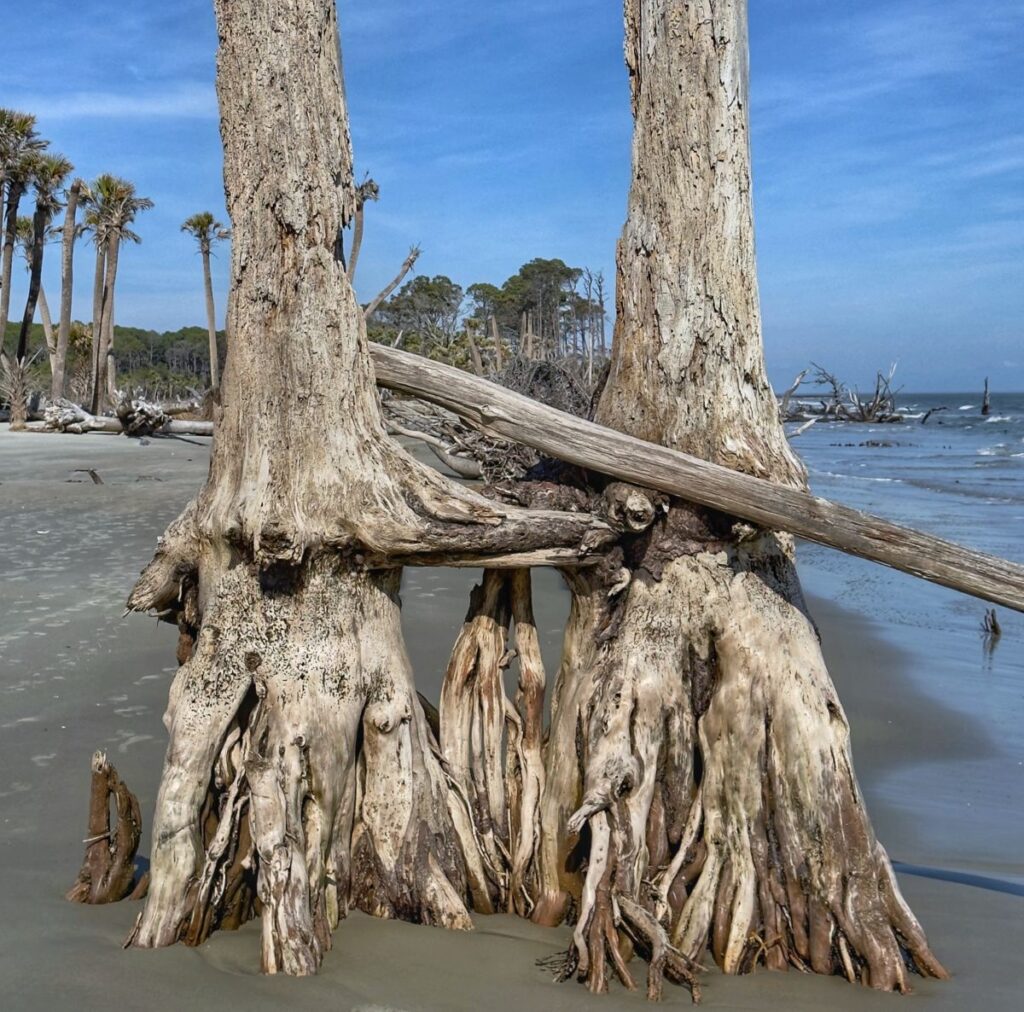 Beaufort’s Andrea Ogiony took this photo at low tide on Saturday, Jan. 10 at the boneyard on HuntingIsland, when the temperatures were still in the 70s.