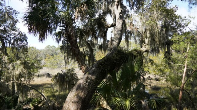 St. Phillips Island has been designated as an official member of the Old-Growth Forest Network, with a celebration coming in May. Amber Hewitt/The Island News