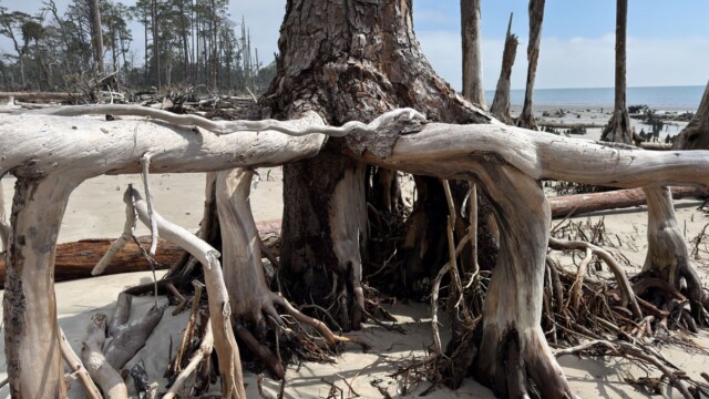This former private island can only be accessed by boat and is known as a hidden gem of the Lowcountry. Amber Hewitt/The Island News