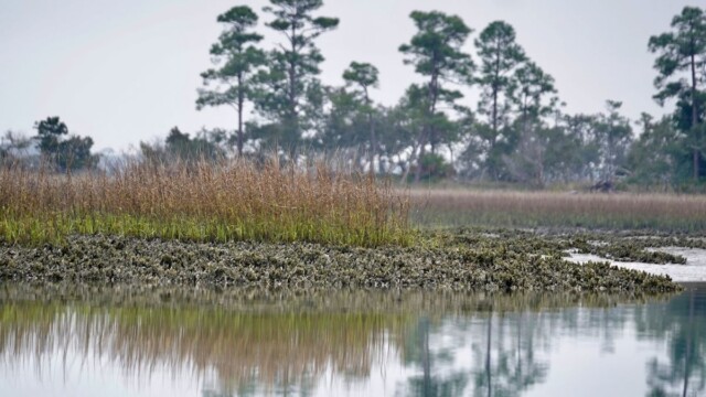 An oyster bed at St. Phillips Island. Amber Hewitt/The Island News