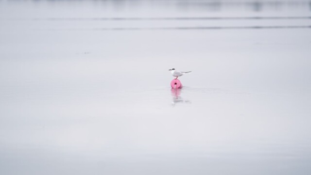 St. Phillips Island, South Carolina Amber Hewitt/The Island News