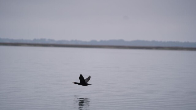 A coastal cormorant flying over the water near St. Phillips Island. Amber Hewitt/The Island News