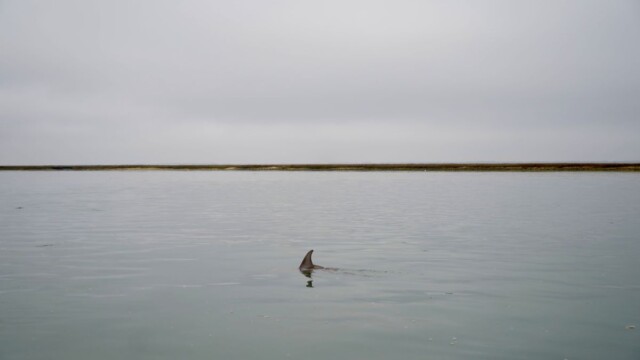 A dolphin playing offshore of St. Phillips Island. Amber Hewitt/The Island News