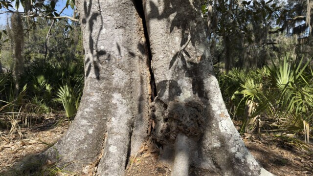A magnolia tree on St. Phillips Island. Amber Hewitt/The Island News