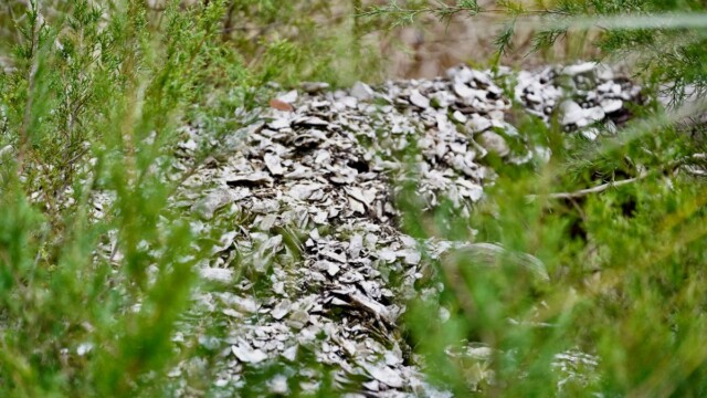 Native American shell middens on St. Phillips Island. These are ancient, archaeological deposits of discarded shellfish remains. Amber Hewitt/The Island News