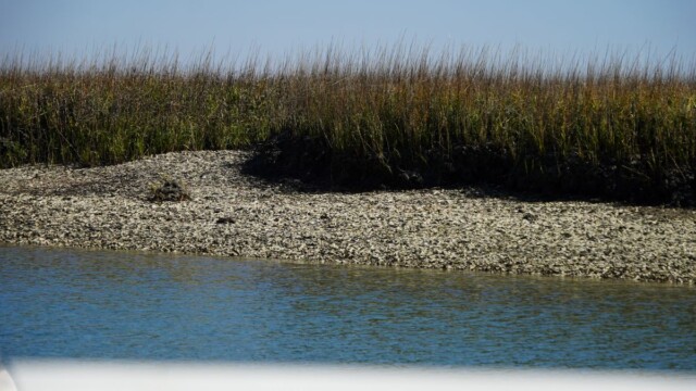 A view of the oyster bed from aboard the boat approaching St. Phillips Island. Amber Hewitt/The Island News