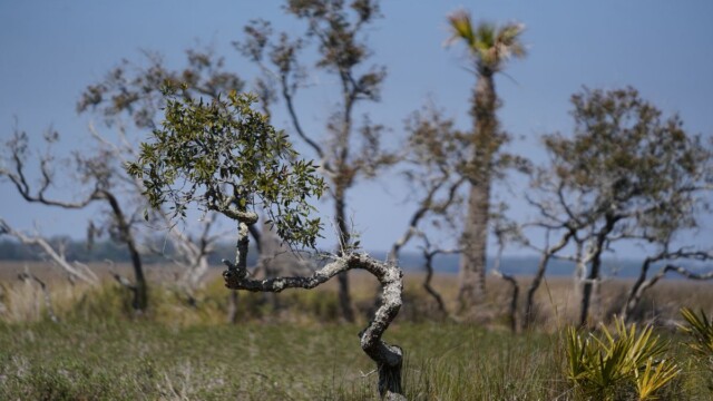 The vegetation across St. Phillips Island attracts visitors from across the region. Amber Hewitt/The Island News