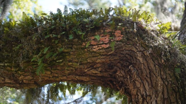 Resurrection Fern grows on a tree on St. Phillips Island. This plant is known for appearing dead and brown during dry spells, only to "resurrect" into a lush, green plant within hours of rainfall. Amber Hewitt/The Island News