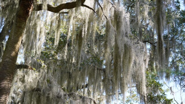 Spanish moss hangs fro the trees on St. Phillips Island. Amber Hewitt/The Island News