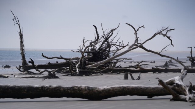 Traveling the length of the island, you’ll find Trenchards Inlet and a “boneyard” beach scattered with the weather-beaten remnants of trees. Amber Hewitt/The Island News