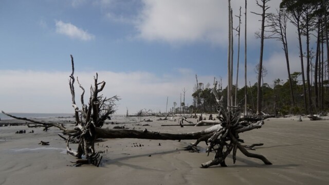 Several trees lie scattered, the remnants of storms that have passed. Amber Hewitt/The Island News.