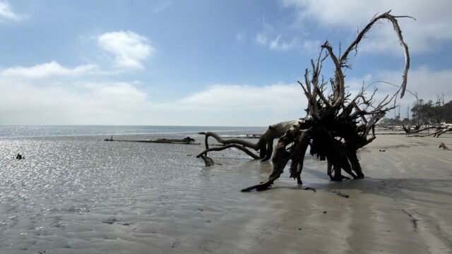 A fallen tree on St. Phillips Island. Amber Hewitt/The Island News