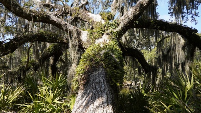 A large tree hosts the Resurrection Fern on St. Phillip's Island. Amber Hewitt/The Island News