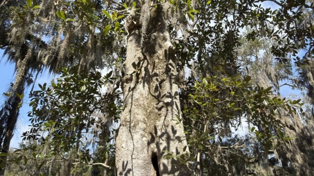 A very large magnolia tree on St. Phillips Island. Amber Hewitt/The Island News